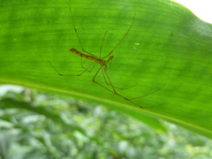 Tetragnatha