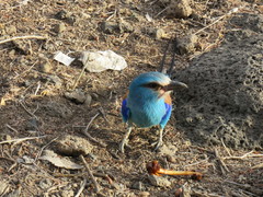 Coracias abyssinicus