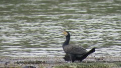 Phalacrocorax carbo