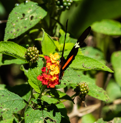 Heliconius clysonymus montanus