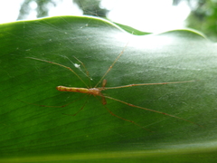 Tetragnatha
