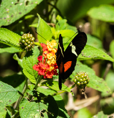 Heliconius clysonymus montanus