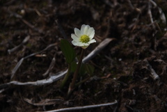 Ranunculus pallasii