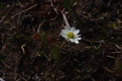 Ranunculus pallasii