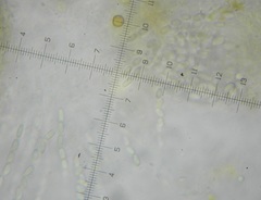 Phomatospora coprophila