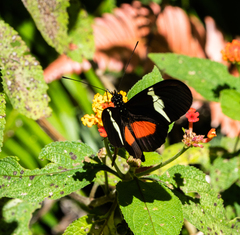 Heliconius clysonymus montanus