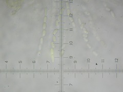 Phomatospora coprophila
