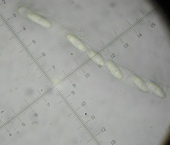 Phomatospora luteotingens