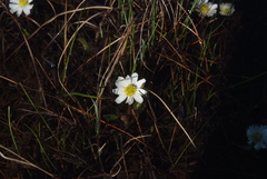 Ranunculus pallasii