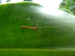 Tetragnatha