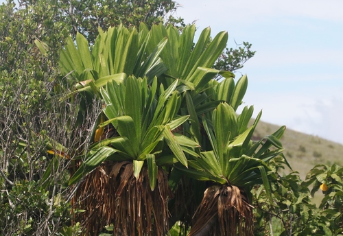 Pandanus platyphyllus observed 2026-01-06