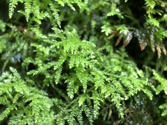 Eurhynchium
