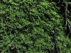 Eurhynchium