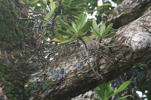 Aerangis articulata (Rchb.f.) Schltr. 3