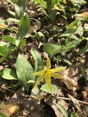 Erythronium rostratum