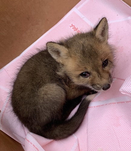 Red Fox photographed in Georgia