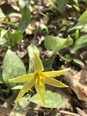 Erythronium rostratum