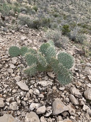 Opuntia arizonica