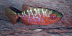 Heteropriacanthus cruentatus