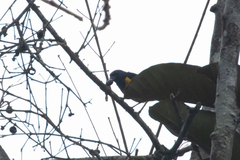 Euphonia rufiventris