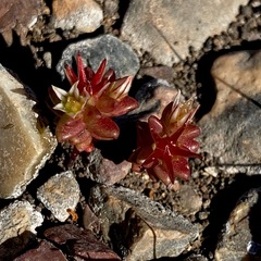Sedum cespitosum