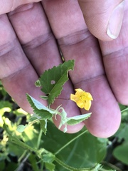 Abutilon oxycarpum incanum