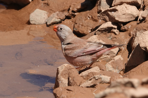 Trumpeter Finch