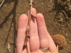 Platanus occidentalis — photo 2