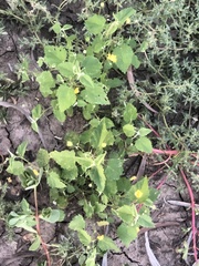 Abutilon oxycarpum incanum