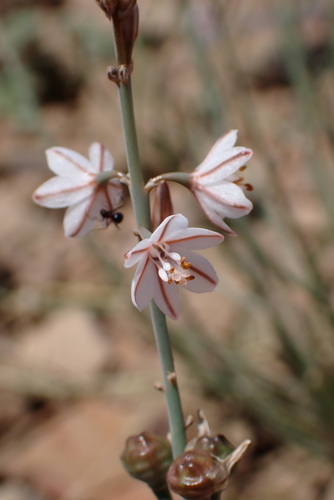 Annual Asphodel