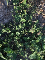 Abutilon oxycarpum incanum