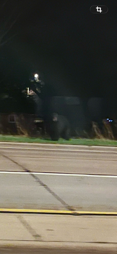 American Black Bear photographed in Wisconsin