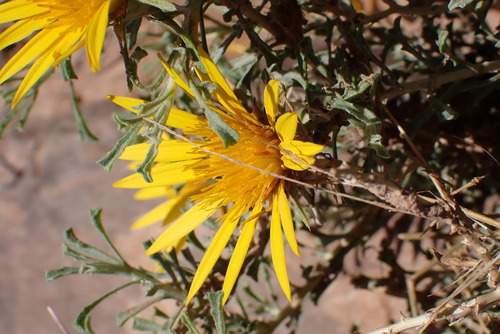 Anvillea garcinii