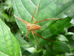 Pisauridae