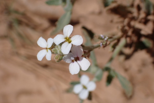 Morettia canescens