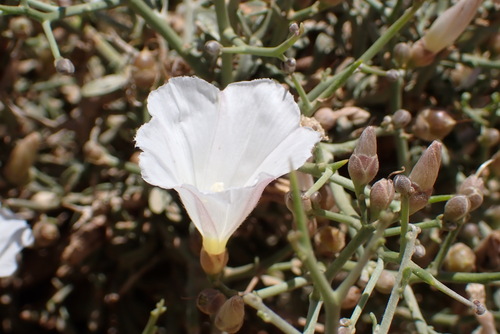 Convolvulus trabutianus