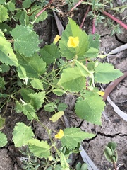 Abutilon oxycarpum incanum