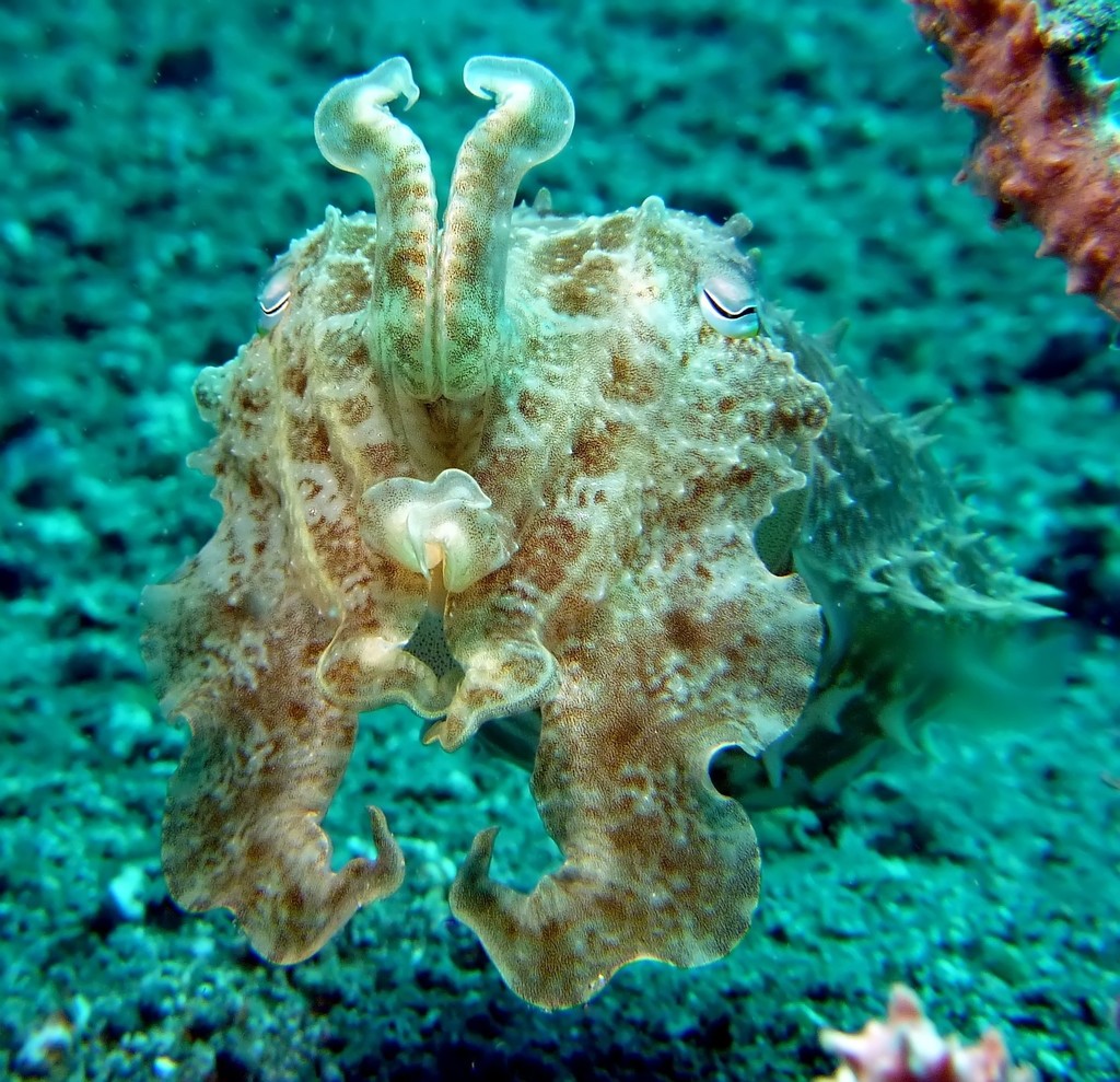 Broadclub cuttlefish hovering with arms raised over reef