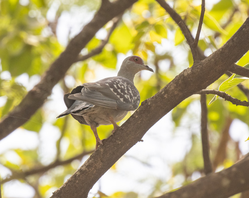 Speckled Pigeon