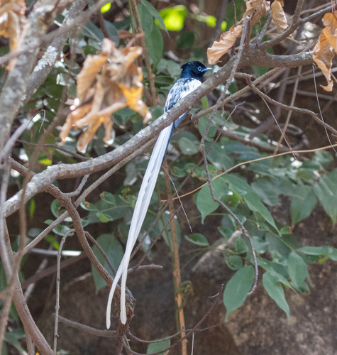 African Paradise-Flycatcher