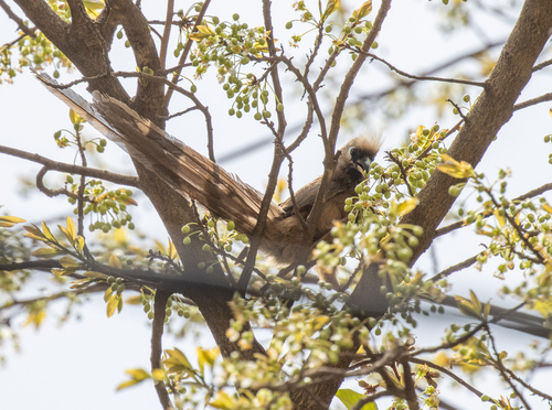Speckled Mousebird