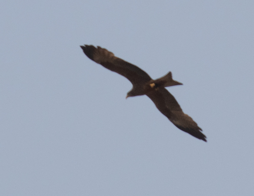 Black Kite