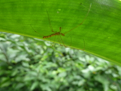 Tetragnatha