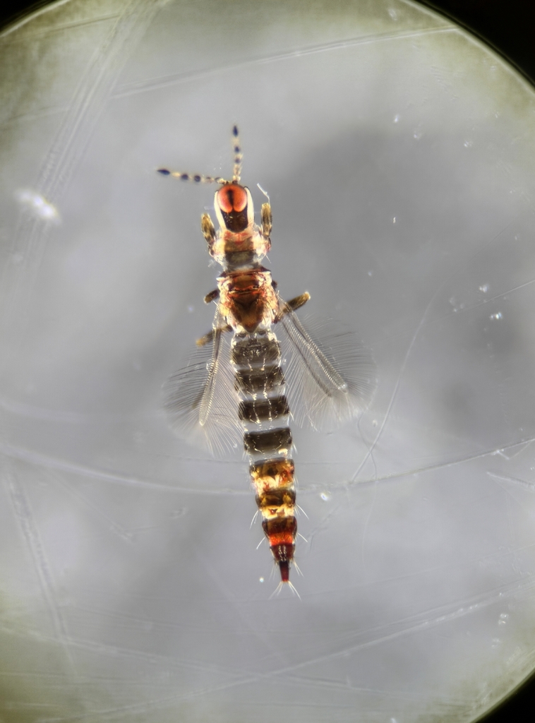 Macrophthalmothrips helenae