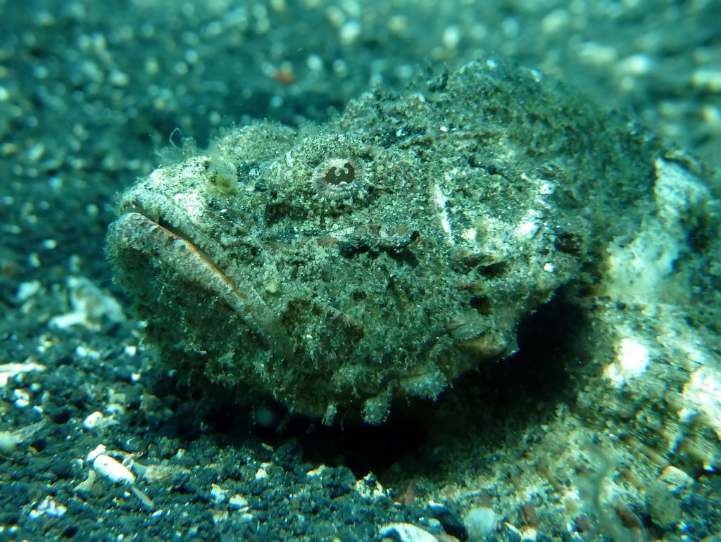 Well camouflaged scorpionfish on dark sand in Lembeh Strait