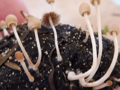 Psathyrella tenuicula