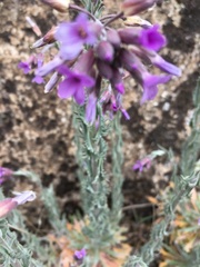 Boechera subpinnatifida