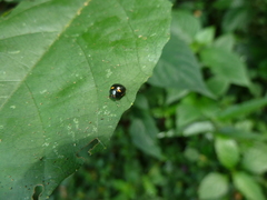 Plataspidae