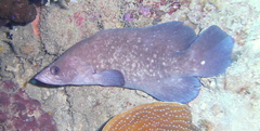 Rypticus saponaceus