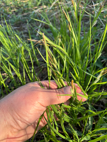 iNaturalist observation photo of Hayden's sedge